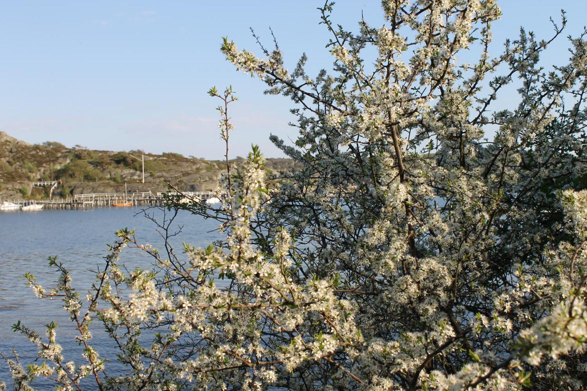 Tofta Herrgard Lycke Kültér fotó